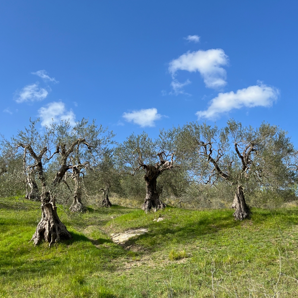 Natural resilience: olive trees in an ancient landscape